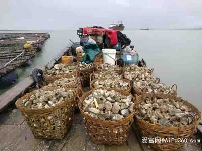 南昌生蠔批發(fā)價格與生蠔養(yǎng)殖基地日用百貨銷售