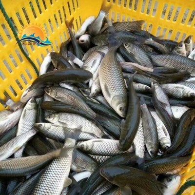 優(yōu)質草魚苗批發(fā) 廣東港興水產提供3-8公分魚苗，價格合理